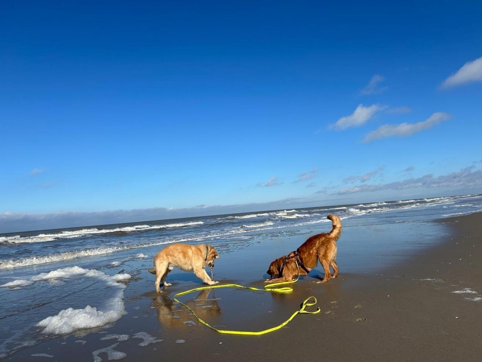 N 9Strandnahes, Hunde-Familienfreundliches Ferienhaus Callantsoog Eksteriør bilde