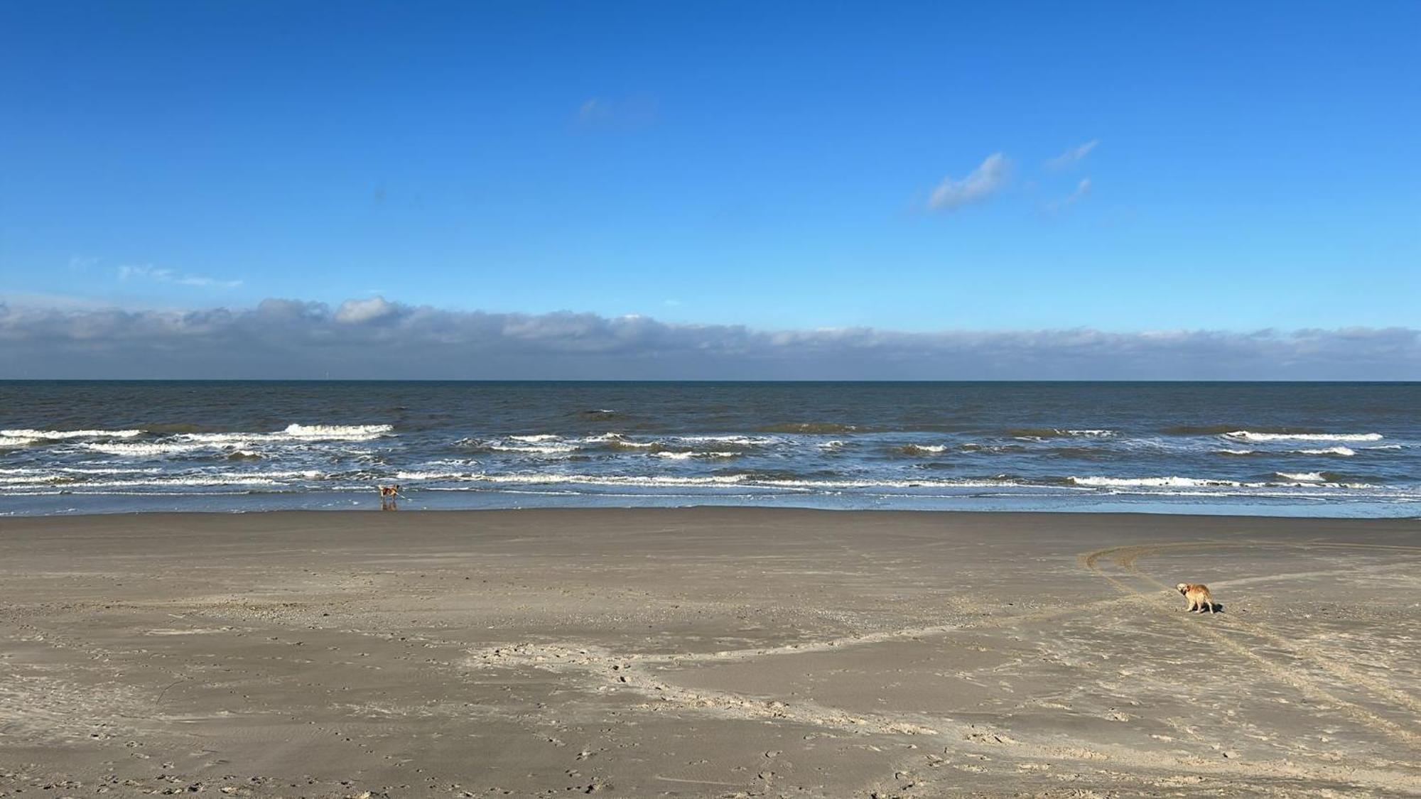 N 9Strandnahes, Hunde-Familienfreundliches Ferienhaus Callantsoog Eksteriør bilde